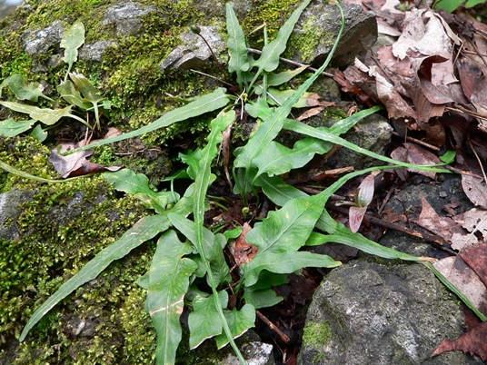 {Asplenium rhizophyllum}